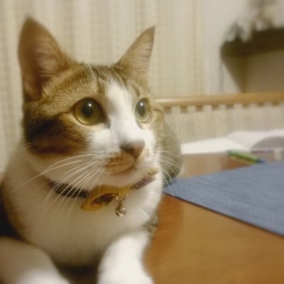 あっぺ 弓道さんのプロフィール画像