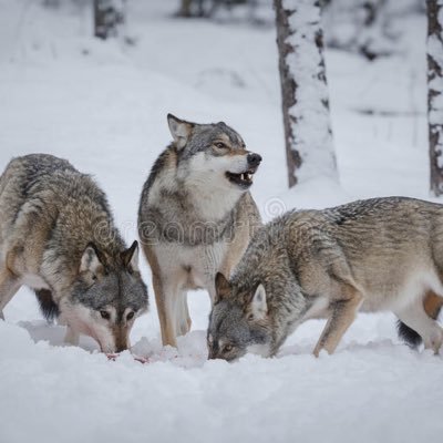 prime_twin's profile picture. 中國近代史學者