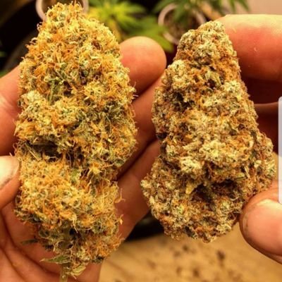 TNTDet's profile picture. 