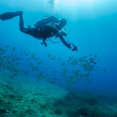 Environmental biologist specialized in Marine Ecology. PhD student at @OceanLifeCentre at DTU Aqua 🇩🇰. Member of @EM_OYSTER 🪸🐬🐙