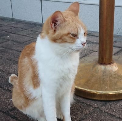 こんにちはー!30台半ばになり、もはやまごうことなきおじさんである事を認め、開き直る事でゲームを楽しむ無敵のおじさんです!主にアクション性のあるゲームを好みます!
#ELDENRING #ESO #ARMOREDCOREVI #ブラウンダスト2 #ウマ娘 #Vtubers #NGS #DIABLO_IMMORTAL