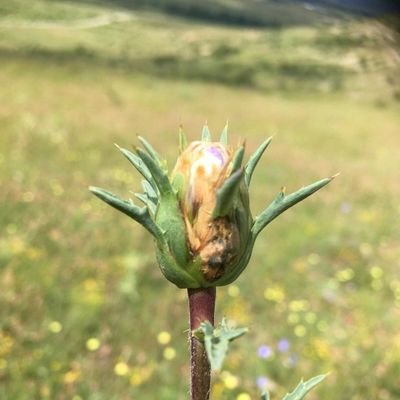 Proyecto de repoblación rural en la mancomunidad de Sierra Pela - Alto Sorbe, en el marco incomparable de la sierra norte de Guadalajara