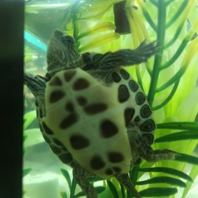 Tenho uma vida pacata. Sou uma Ocadia Sinensis. I got a new friend, Nico. We’re both Chinese striped Neck Turtles