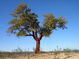 PortocorkNW's profile picture. 