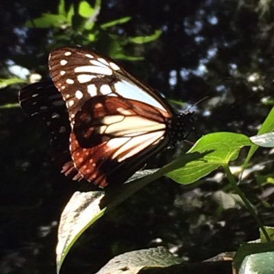 satoru_kt's profile picture. '25目指せ循環農と美しい畑 '23家を建てる 山の花と旅と妻子が好物。'22/03息子 '19/12娘産 /like→だんだん美しくなる人生/東北 鈴鹿 日本ｱﾙﾌﾟｽ 花の山/島旅/ No challenge, No life