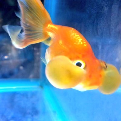あーや 金魚 60cm水槽デビューした オランダのさくらちゃんです O O 8月にうちに来たのですが 水カビ病になったりしててやっと落ち着きました あーや 金魚 60cm水槽デビューした オランダのさくらちゃんです O O 8月にうちに来たのですが 水カビ病になったりしててやっと落ち着きました