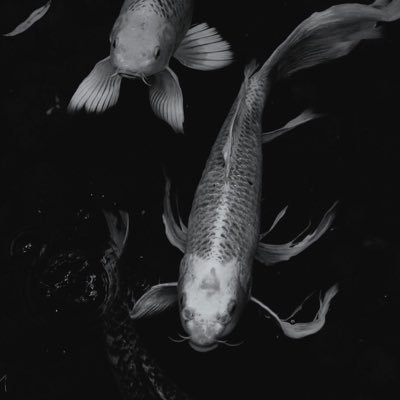 polinabraubera's profile picture. 