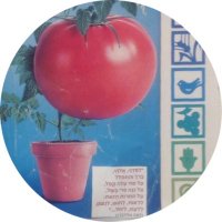 ๐ข shlomomeirisrael (@shlomomeirisra3) 's Twitter Profile