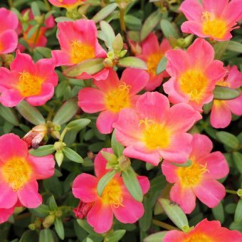 utamargine's profile picture. ほぼほぼ見るだけ〜 ポーチュラカは花言葉 うたプリ🌹❄️、アイナナ、A3！、ヒプマイ、ACTORS（CD展開のみ）、斉藤壮馬さん、Snow Man☃️❤️💛💙、好きなものには波があります〜