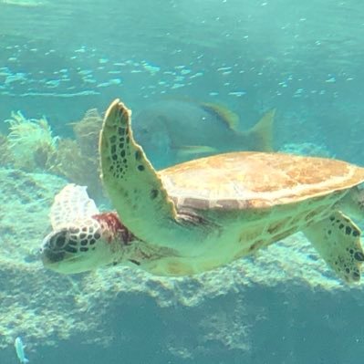 tiger10122's profile picture. 明大 商2年 / Life is Tech! メンター / 明大祭実行委員会制作局/アプリ甲子園2023準優勝Karalog / StreetSeeker