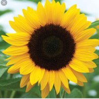 Mme. Fournier (@fournier_mme) 's Twitter Profile