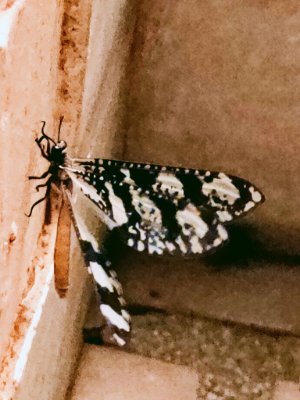 Flamebox7's profile picture. 