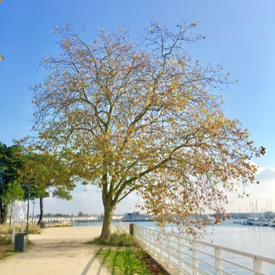 #gauche 🌹 🌻#ecoloprogressiste 🌍 #loveislove 🏳️‍🌈 Nouveau nazairien #SaintNazaire