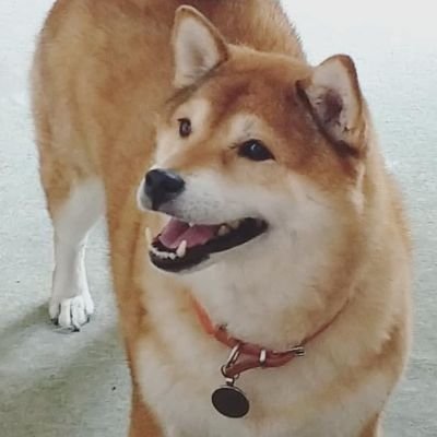 I'm Bear! 🐻💕 I live with @chopemon and @abki.

I'm a 13 year old shiba inu girl from the UK. 🇬🇧👵 

Find me treats in Paradise Killer.