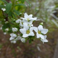 hanamama (@hanamama_123) Twitter profile photo