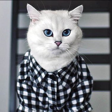 MeysamSsr's profile picture. 🙂