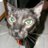lucosoares's profile image