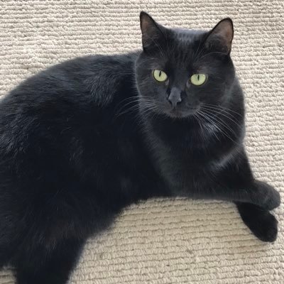 LisaHar20689499's profile picture. Cat lover