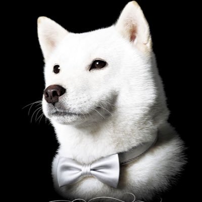柴犬まる 今月の壁紙を配信します 不定期 T Co Uzmvp50zqy Twitter 柴犬まる 今月の壁紙を配信します 不定期 T Co Uzmvp50zqy Twitter