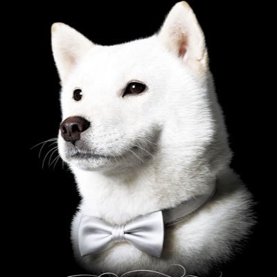 柴犬まる 今月の壁紙を配信します 不定期 T Co Uzmvp50zqy Twitter