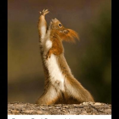 squirrelsarefu2's profile picture. 
