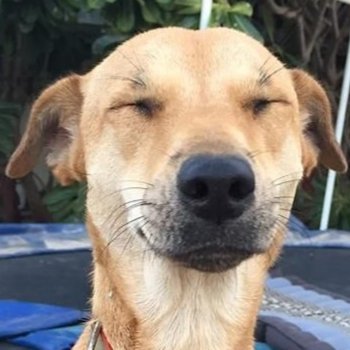 perroconaresti1's profile picture. 