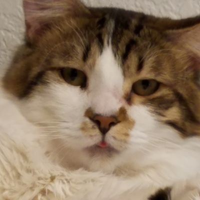 KyleRabeeee's profile picture. 