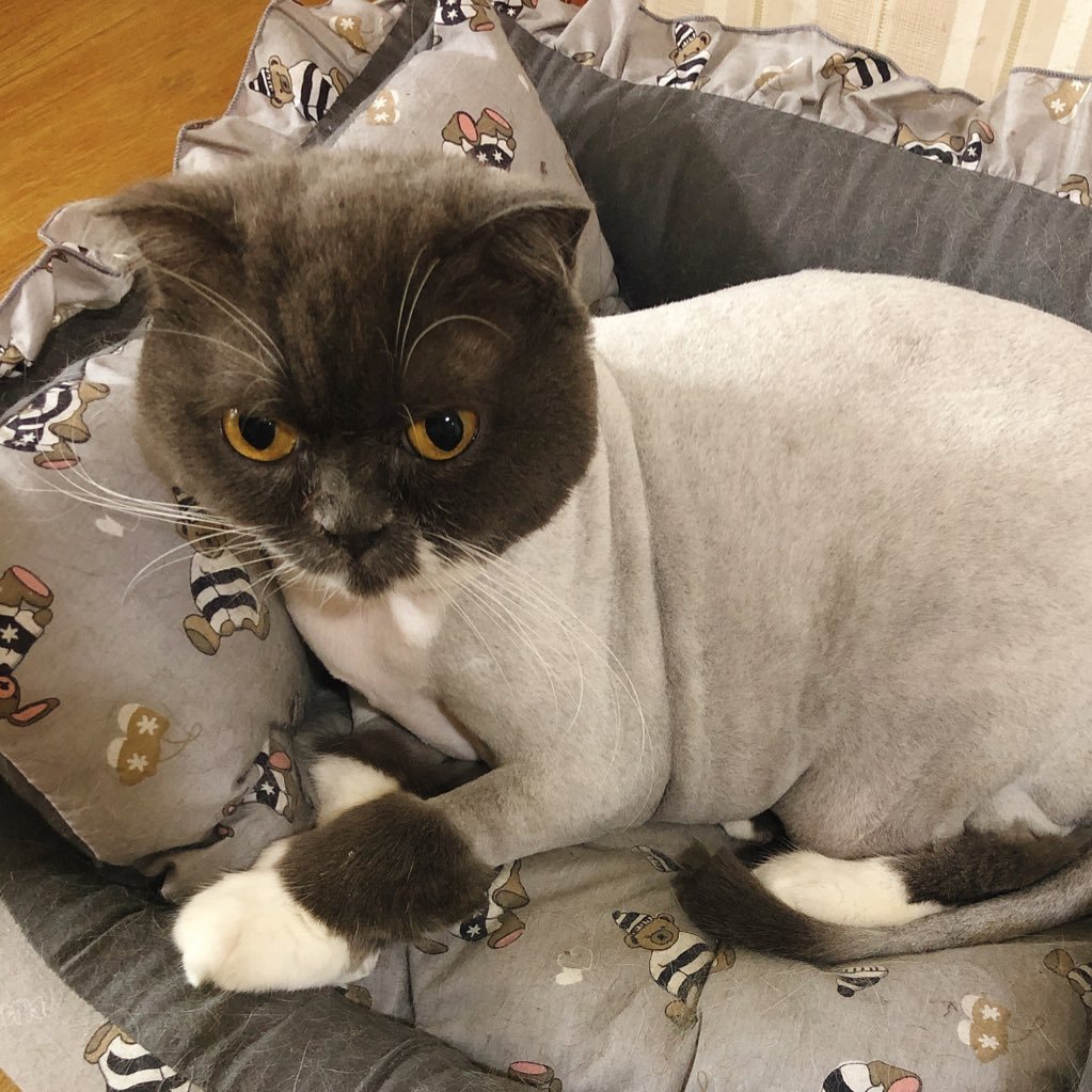 콩코さんのプロフィール画像