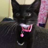 Pam Rodman (@pamlrodman) 's Twitter Profile