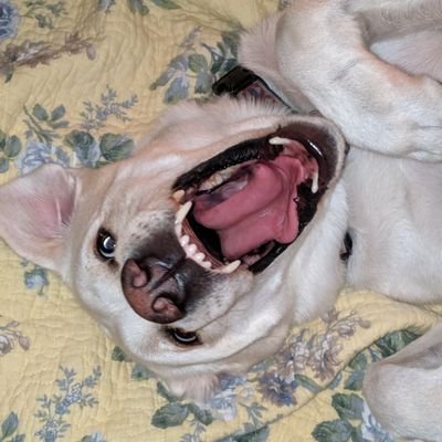 JoeRhile's profile picture. Raised on metal roller skates and click-claks.