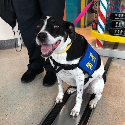 Therapy Dog. Proud volunteer of the CLT Canine Crew. 

Alliance of Therapy Dogs.
  
My human is busy working hard so he can be lazy like me someday.