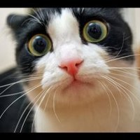 Monica Alejandra (@monicaa60523725) 's Twitter Profile