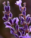 Learn the benefits of Aromatherapy, stress relief, greater sense of well being and promoting wellness