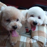 🐩こむぎ15歳♪🐩むぎ君5歳! (@hirokosan0711) 's Twitter Profile