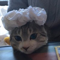 さくらもっち (@ifsamwmrk0122) 's Twitter Profile