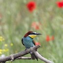 Steve Leo - @ozzooooooo - Twitter