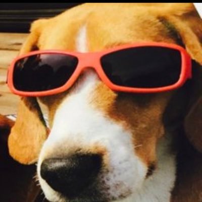 beagle_y Profile Picture