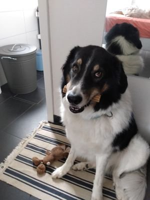 Arkouda7's profile picture. Ξενιτεμένος Παοκιτσης