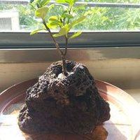 amitosh_env (@amitoshverma) 's Twitter Profile Photo