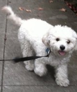 I'm a dog. I love long walks, eating, and enjoy making tiny poops. I run @jowyang. I was in Wired magazine: http://t.co/G3XS7ekGQ5