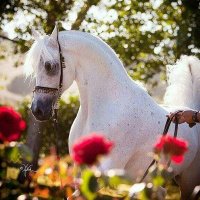 عائشة الحربي⚘🇸🇦 (@aisha5511) 's Twitter Profile