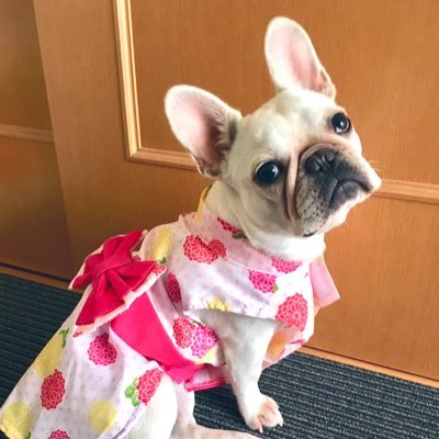 I love frenchbulldog❤️ 愛犬はクリームの女の子、ソフィア(SOPHIA)です。 2019年1月6日生まれ。ヘッダーは生後13日、目が開いた頃の〜✨