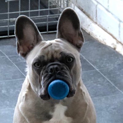 tony26962's profile picture. A taxi driver 24 years and approved Pfco drone pilot founder of @skylarkvision #stockfootage #droneservices hello@skylarkvision.net https://t.co/FJqB6ZbARx