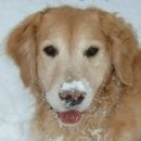 ShopForPets's profile picture. Pet Supplies Merchant