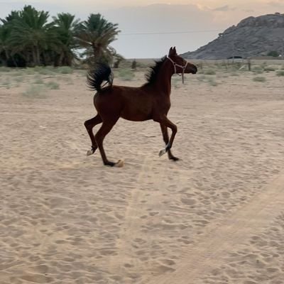 ‏‏نصراوي