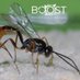 Biocontrol Solutions for Plant Health - BOOST MSc (@ucaboostmsc) Twitter profile photo Biocontrol Solutions for Plant Health - BOOST MSc (@ucaboostmsc) Twitter profile photo