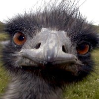 Bailleul Richard (@bailleulrichar1) 's Twitter Profile
