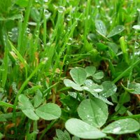 陽の香り (@sunperfume) 's Twitter Profile