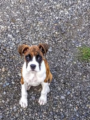 I'm Daisy an AKC registered Boxer dog.
I'm a female. My only goal in life is to make people happy.. if you need to smile look at my videos & pictures make me :)