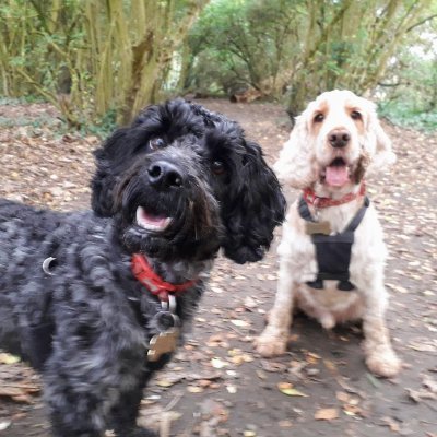 Complete animal lover 😍 2 dogs 🐾🐾 2 cats 🐈🐈desperately trying to raise funds for my bailey's medication 🙏🙏 https://t.co/wDgwDSrduu